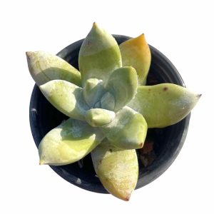 Dudleya pachyphytum Moran & M.Benedict