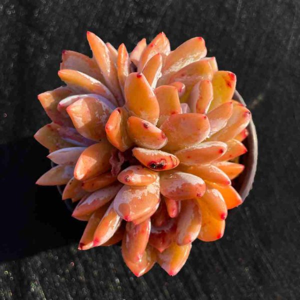Echeveria ‘Orange Monroe’ - Image 7