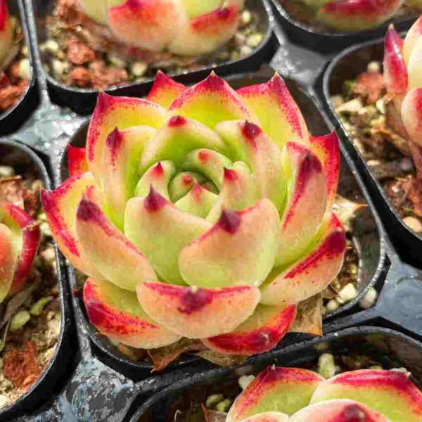 Echeveria Caesar - Image 5