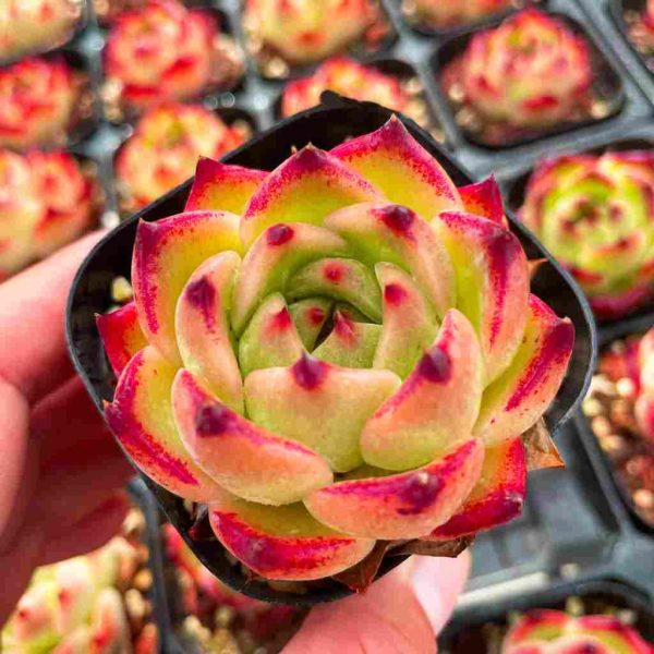 Echeveria Caesar - Image 3