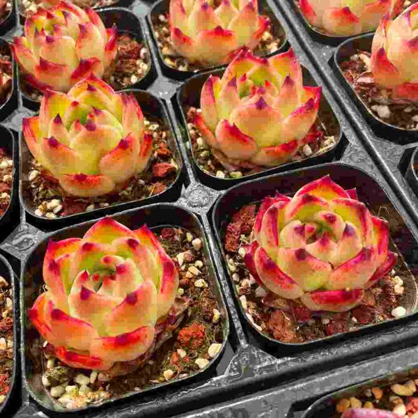 Echeveria Caesar - Image 6