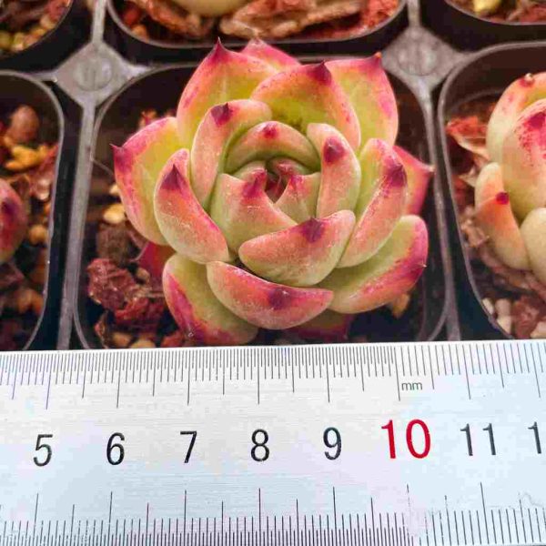 Echeveria Caesar - Image 4