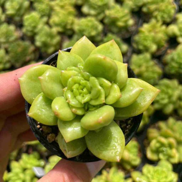 Echeveria Apple Blossom - Image 3
