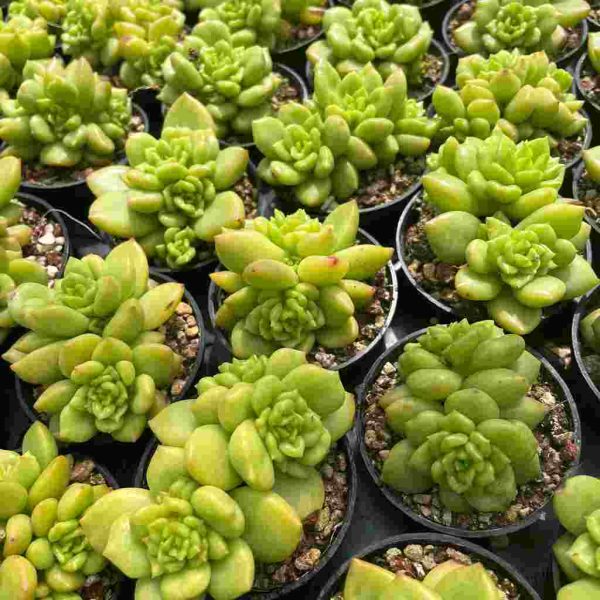 Echeveria Apple Blossom - Image 6