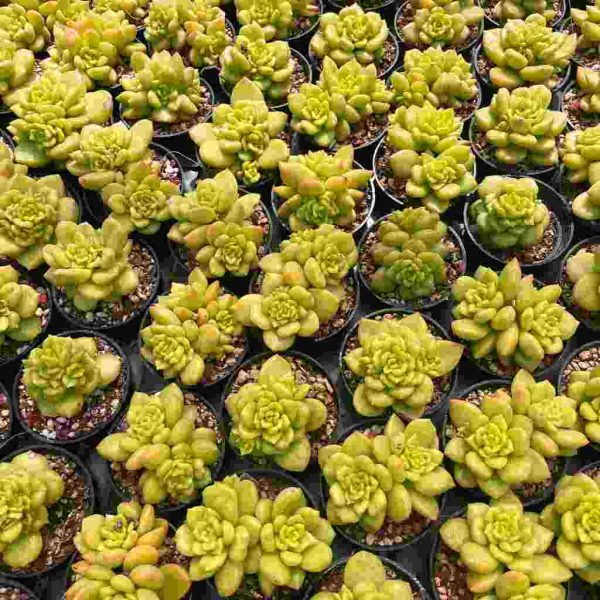 Echeveria Apple Blossom - Image 7