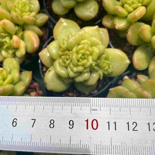 Echeveria Apple Blossom - Image 4