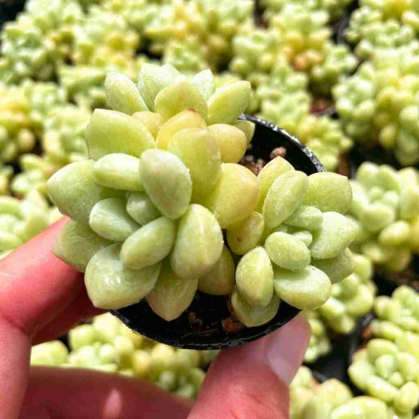 Echeveria Bubble Gum - Image 3