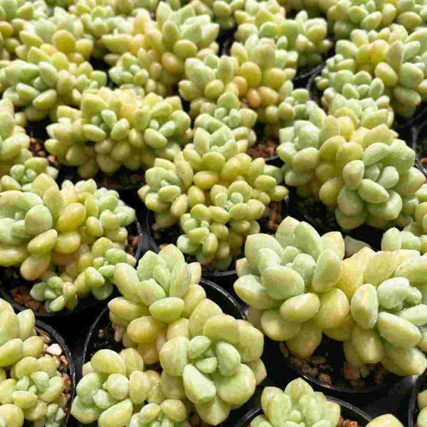Echeveria Bubble Gum - Image 7