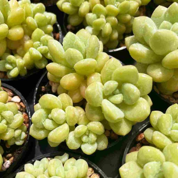 Echeveria Bubble Gum - Image 6