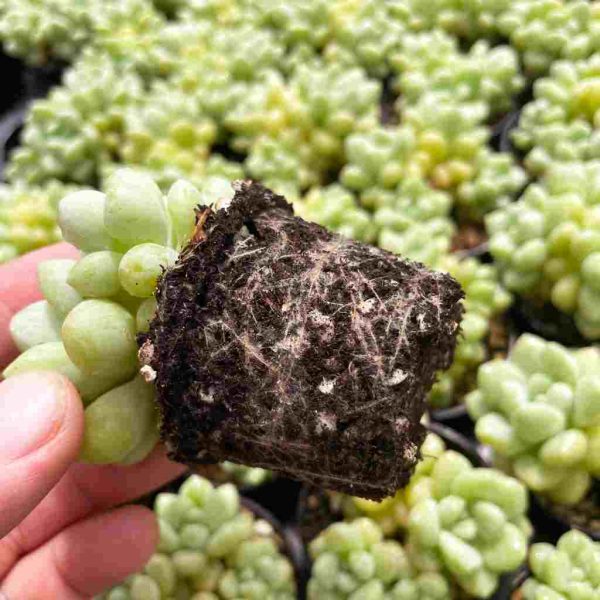 Echeveria Bubble Gum - Image 5