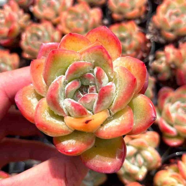 Echeveria Amabeier - Image 3