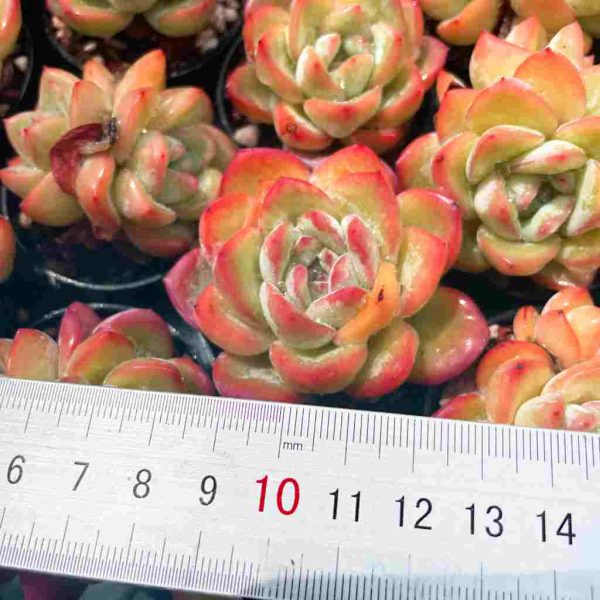 Echeveria Amabeier - Image 4