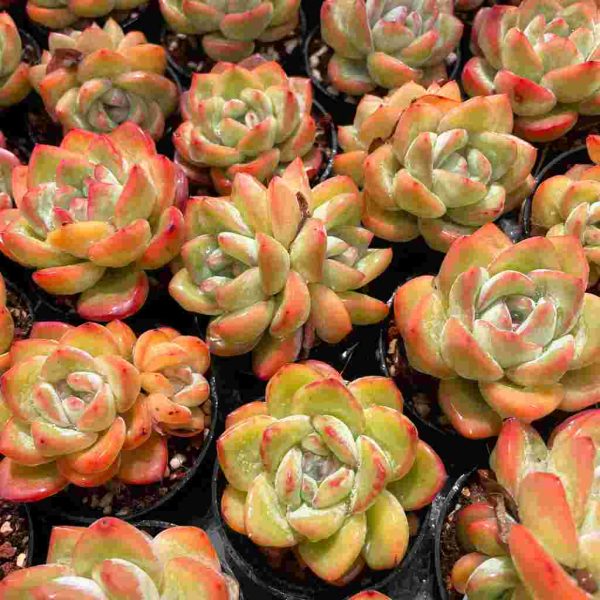 Echeveria Amabeier - Image 5