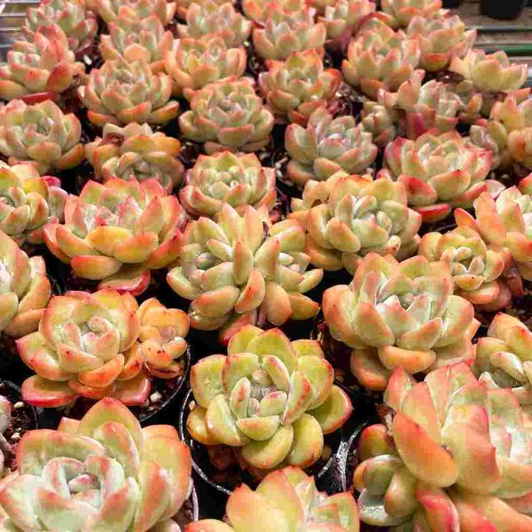 Echeveria Amabeier - Image 6