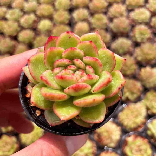 Echeveria Fendi - Image 3
