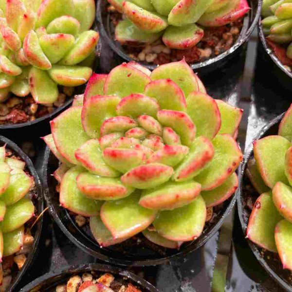 Echeveria Fendi - Image 4