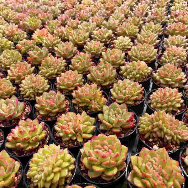 Echeveria Fendi - Image 7