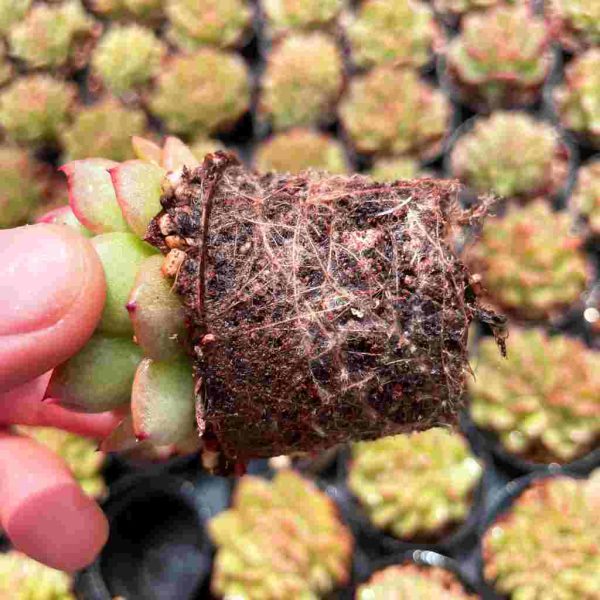 Echeveria Fendi - Image 5