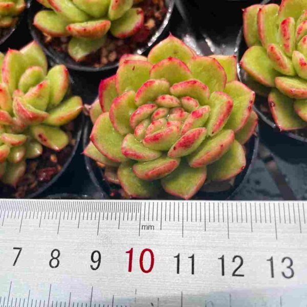 Echeveria Fendi - Image 6