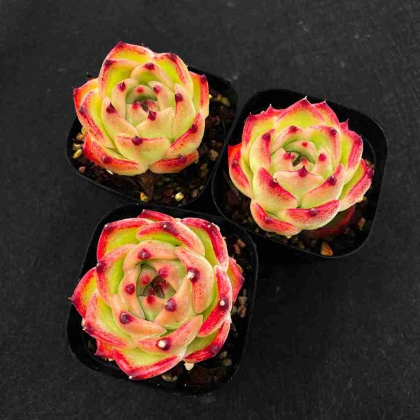 Echeveria Caesar - Image 2