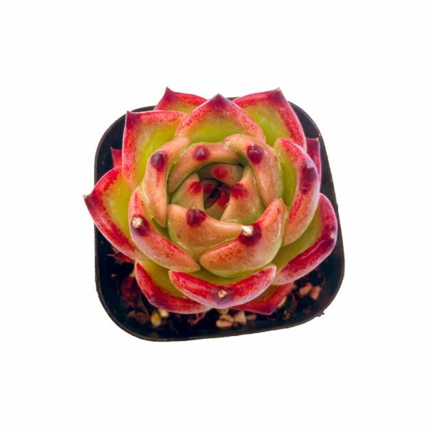 Echeveria Caesar