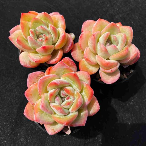 Echeveria Amabeier - Image 2