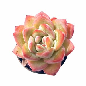 Echeveria Amabeier