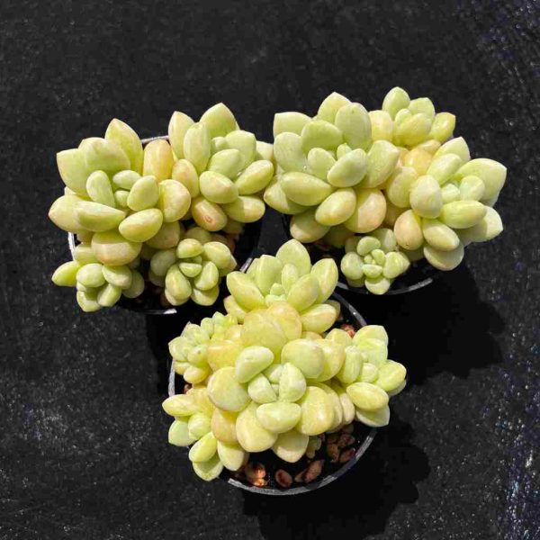 Echeveria Bubble Gum - Image 2