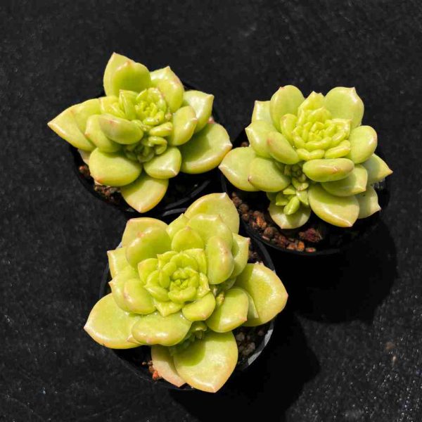 Echeveria Apple Blossom - Image 2