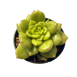 Echeveria Apple Blossom