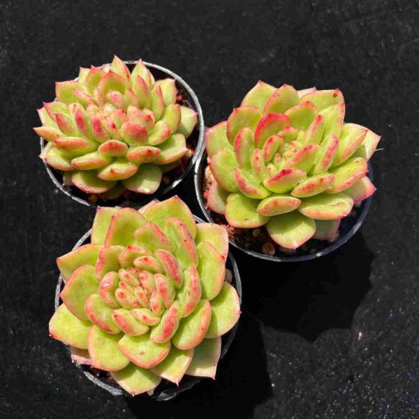 Echeveria Fendi - Image 2