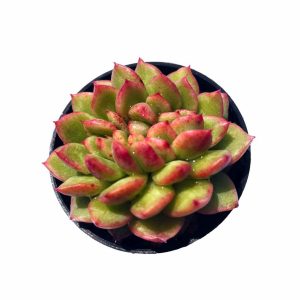 Echeveria Fendi
