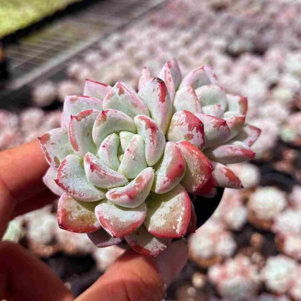 Echeveria ‘Vittel’ - Image 3