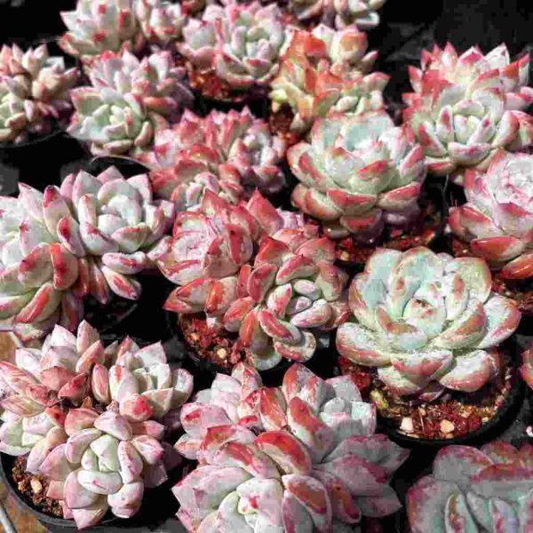 Echeveria ‘Vittel’ - Image 5