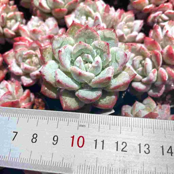 Echeveria ‘Vittel’ - Image 4