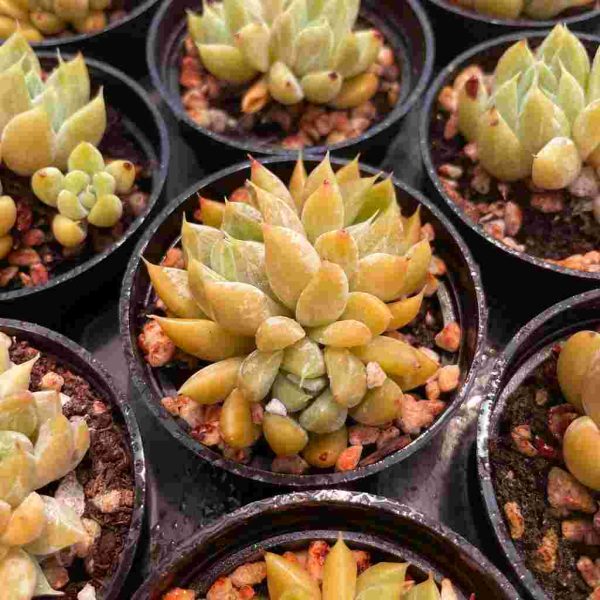 Echeveria Star Valley - Image 6