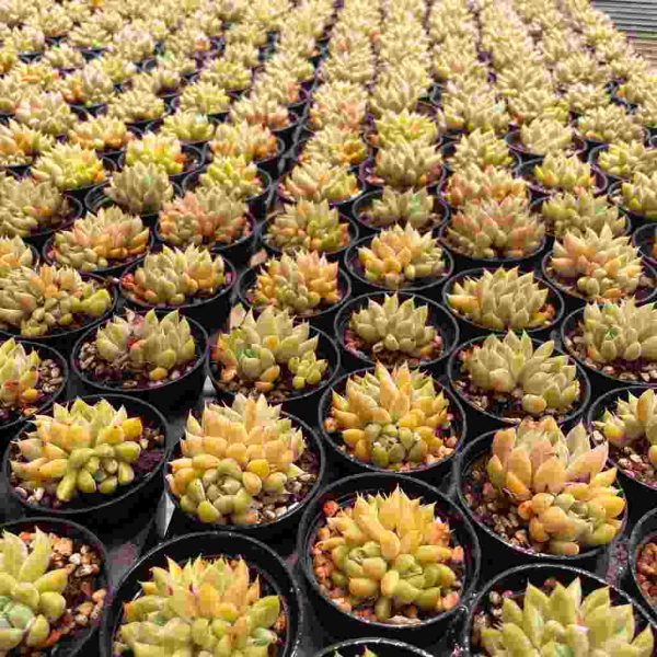 Echeveria Star Valley - Image 7