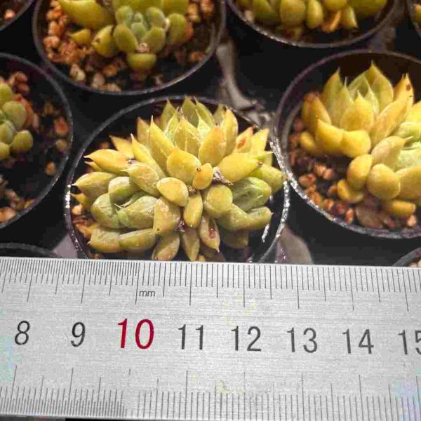 Echeveria Star Valley - Image 4