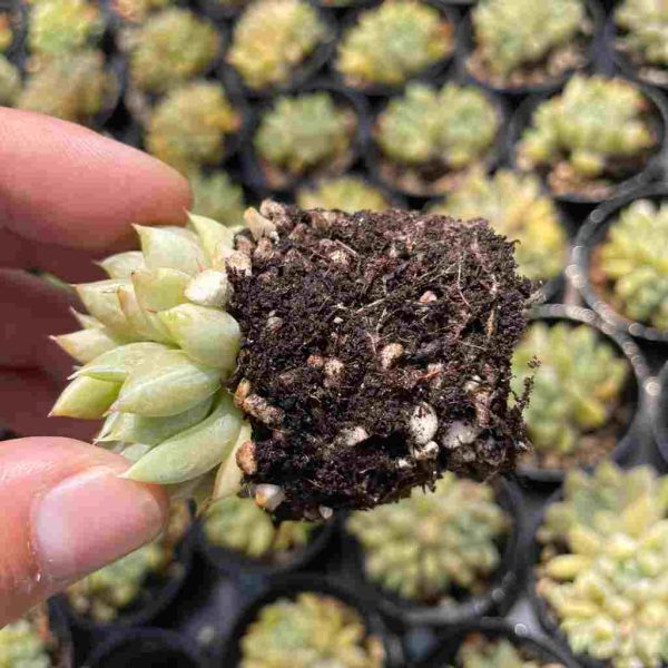 Echeveria Star Valley - Image 5