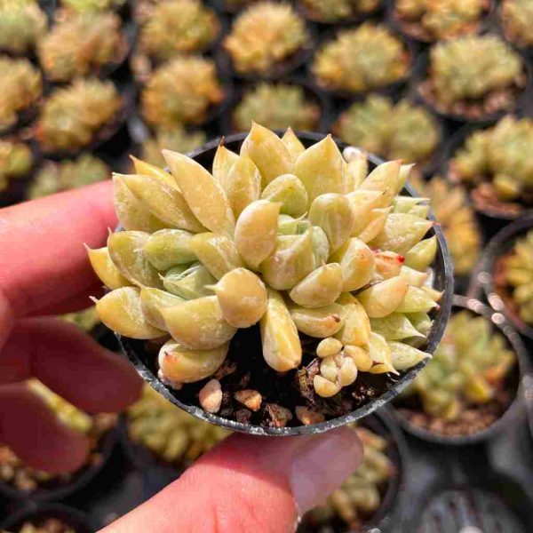 Echeveria Star Valley - Image 3