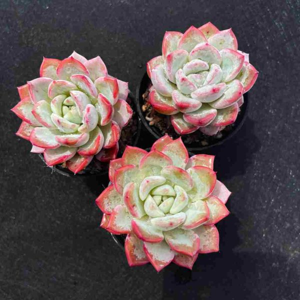 Echeveria ‘Vittel’ - Image 2