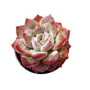 Echeveria ‘Vittel’