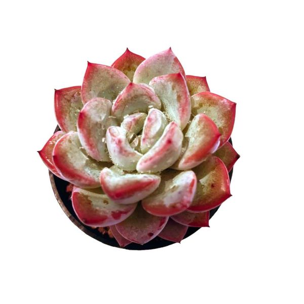 Echeveria ‘Vittel’