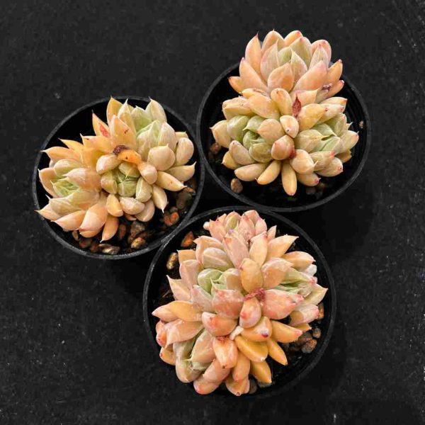 Echeveria Star Valley - Image 2