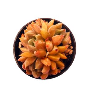 Echeveria Star Valley