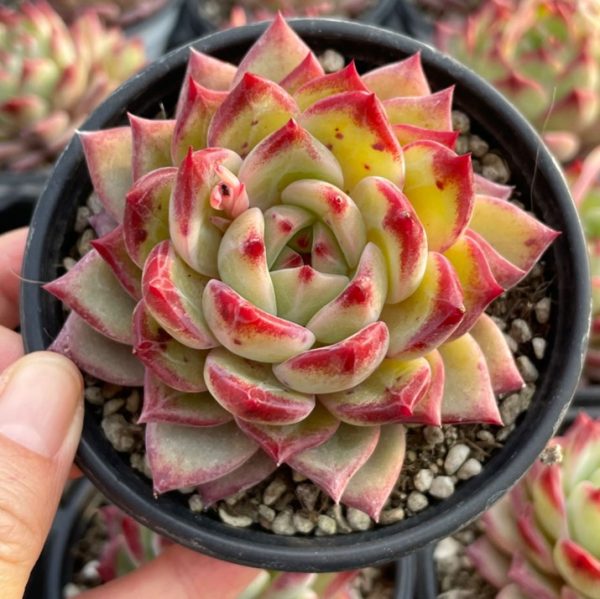 Echeveria Helena