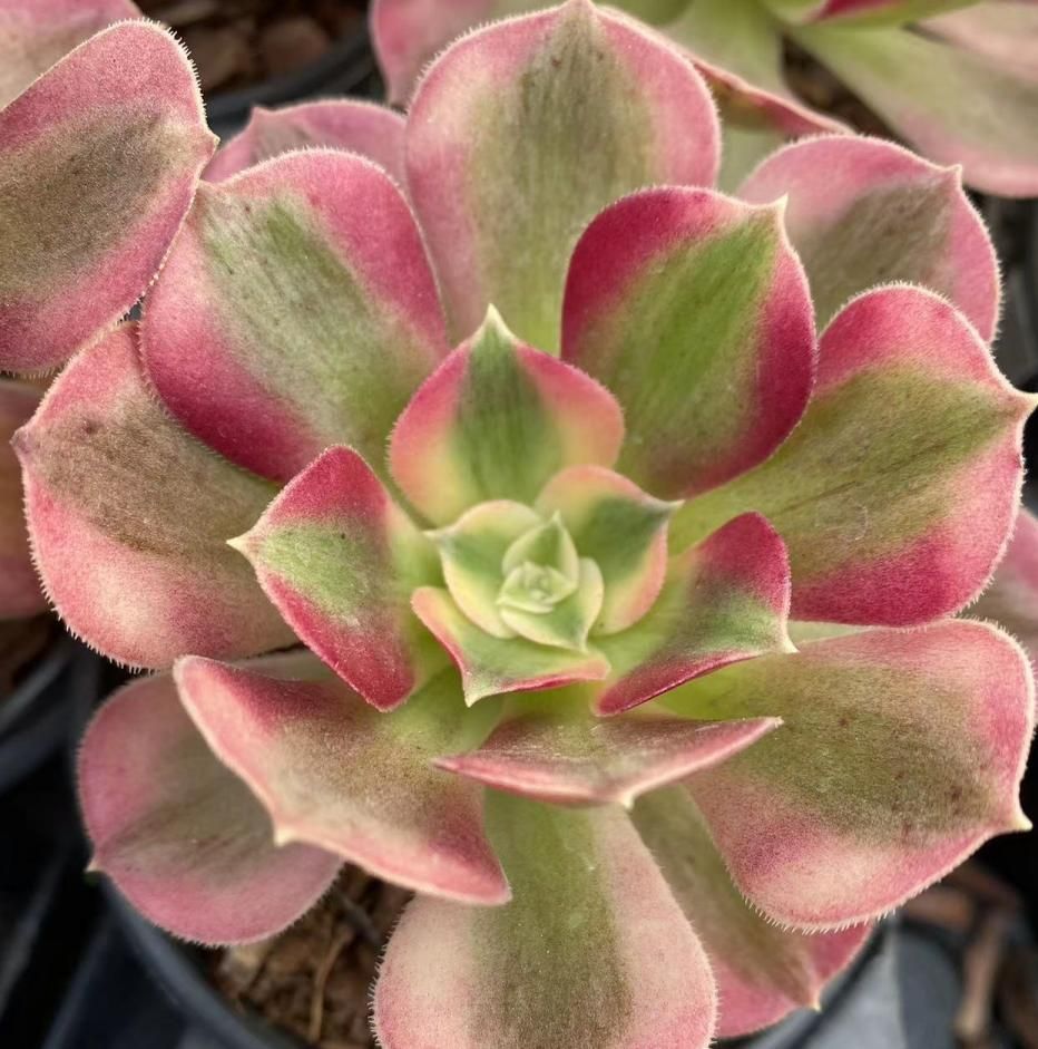 tigers jaw succulent Faucaria tigrina “Tiger Jaws”