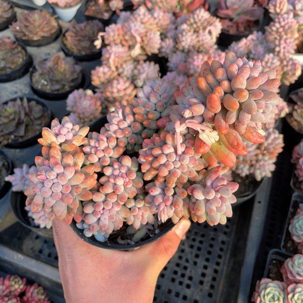 Pachyphytum Machucae /Baby finger - Image 3