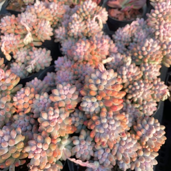 Pachyphytum Machucae /Baby finger - Image 6