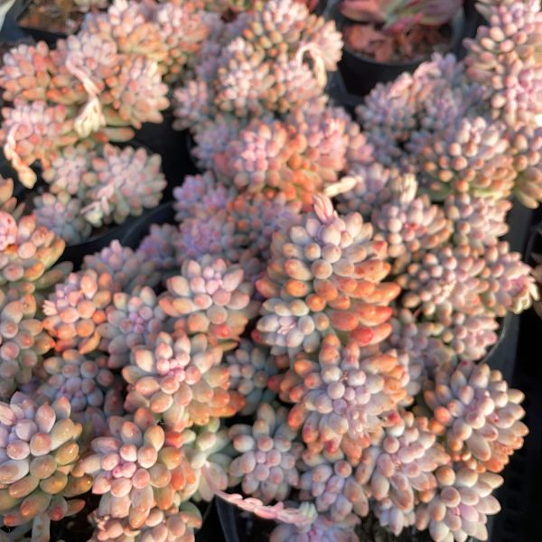 Pachyphytum Machucae /Baby finger - Image 5